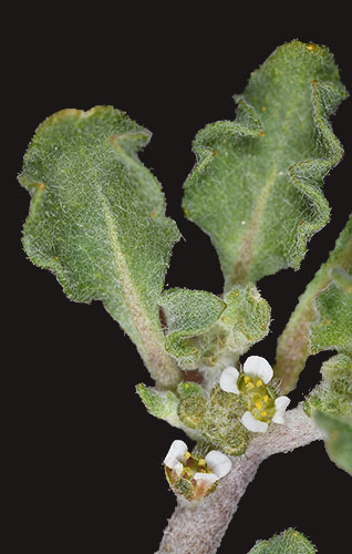 rosa di gerico