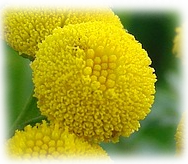 tenacetum-vulgare